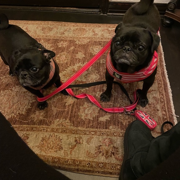 🌟🌟🌟🌟🌟 AMBASSADOR - Picture 14 of 16